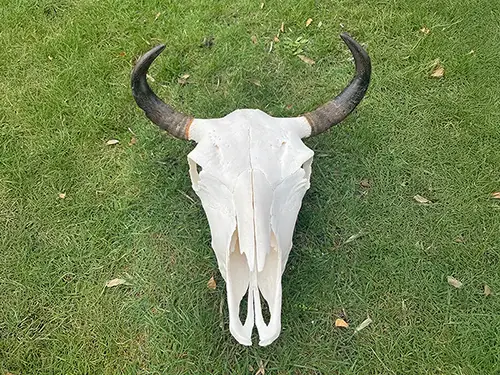 Bisonschädel / Skelett liegt auf einer Wiese