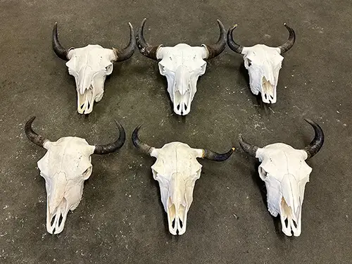 Diverse Bisonschädel, Skelette