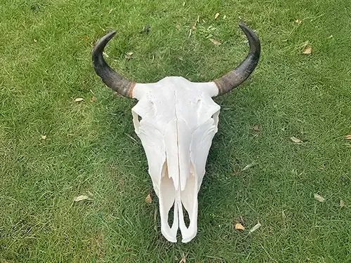 Bisonschädel / Skelett liegt auf einer Wiese