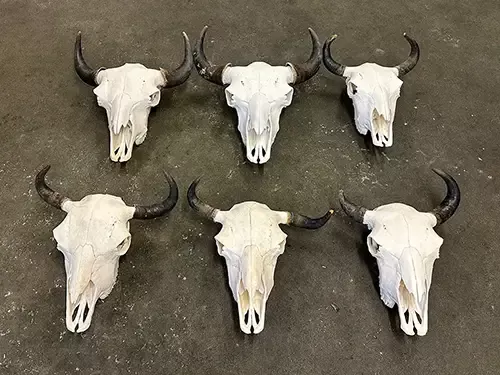 Diverse Bisonschädel, Skelette