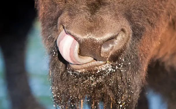 Bisonnase mit Zunge im Nasenloch in Nahaufnahme