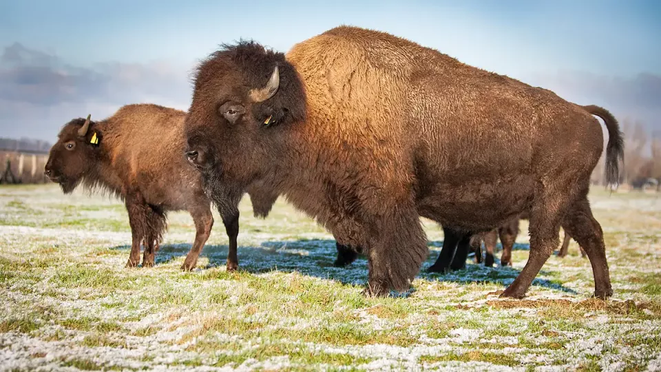 Stattliches Bison auf einer Wiese mit Raureif