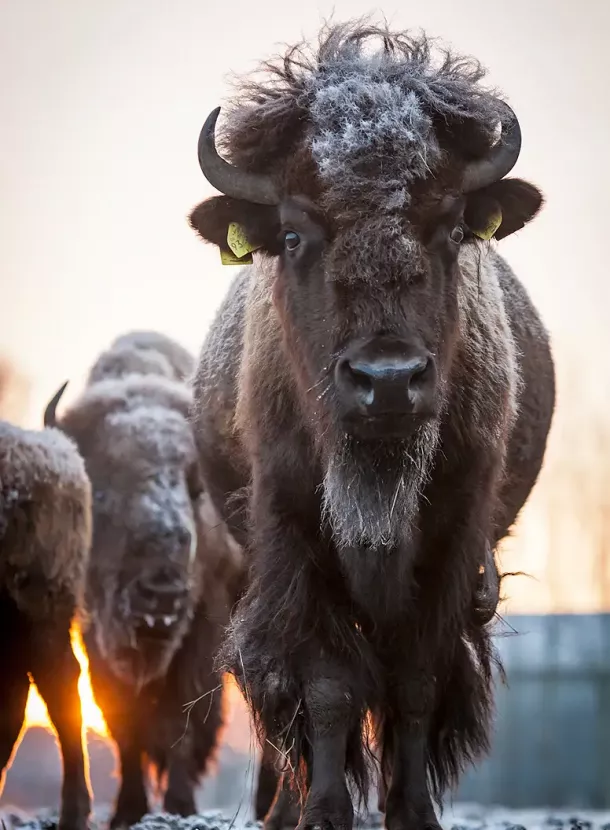 Ein Bison vor der Herde in Winterlandschaft