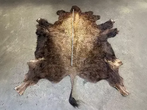 Bisonfell, größer als 2 m