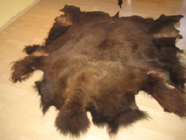 Bisonfell auf Boden