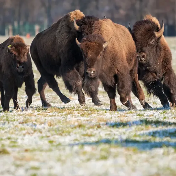 Bisonherde läuft über eine Wiese mit Raureif