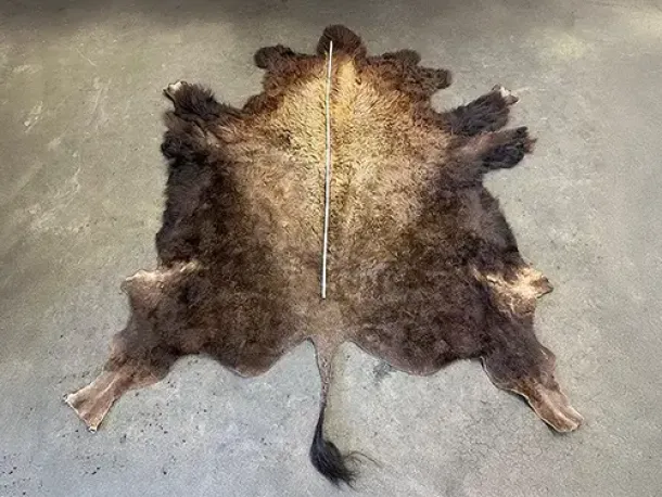 Bisonfell, größer als 2 m