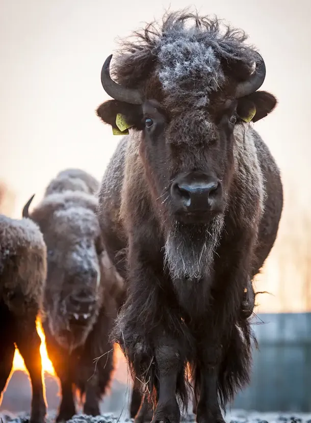Ein Bison vor der Herde in Winterlandschaft